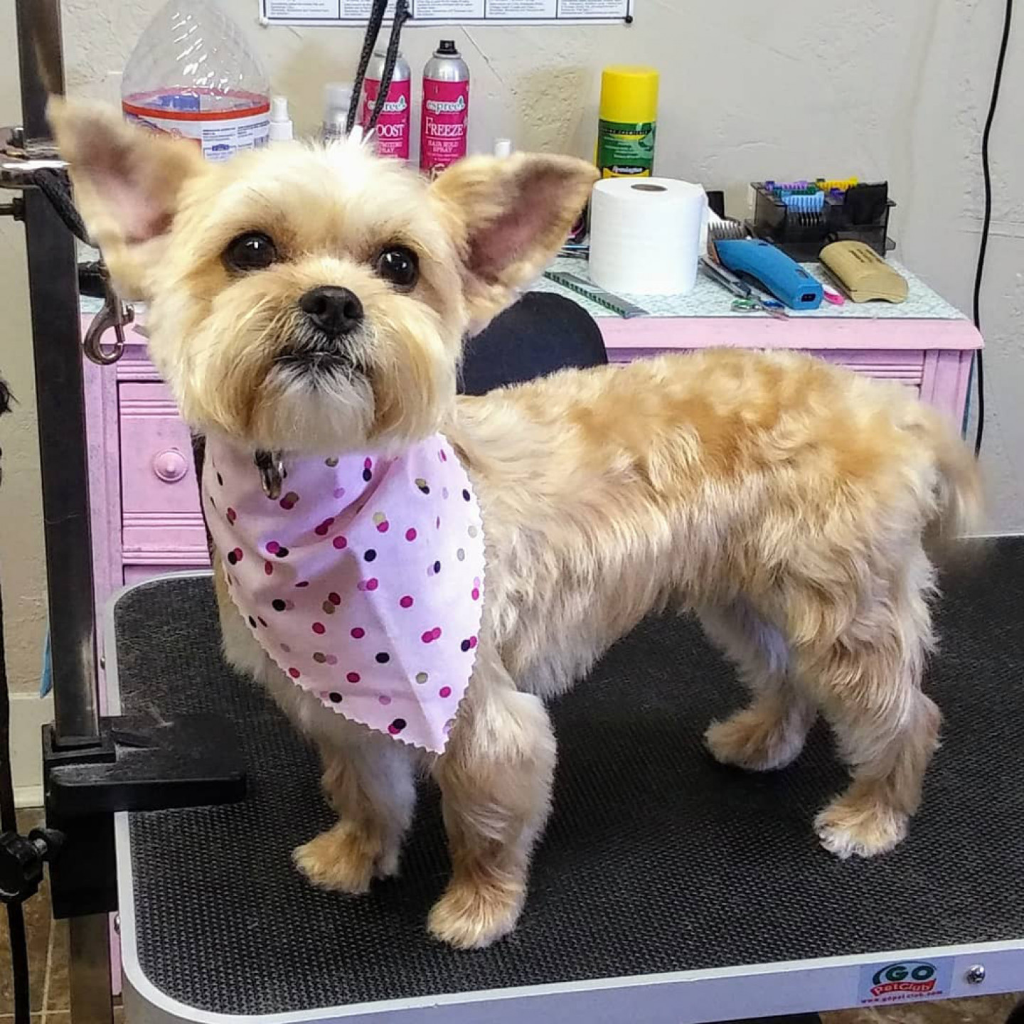 Great Dog Grooming Temple Tx of the decade Learn more here 