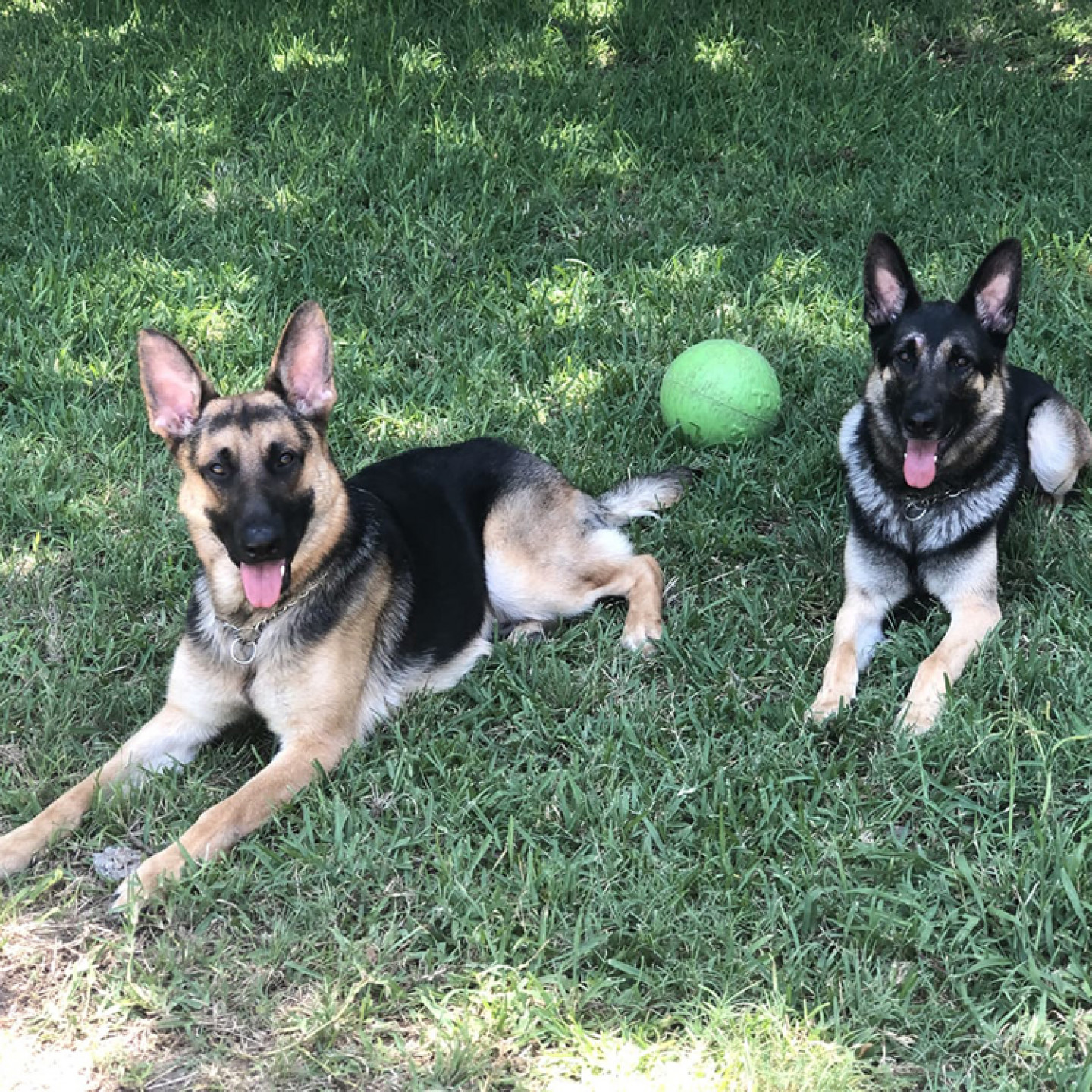 Dog Daycare & Boarding Temple, TX Posh Paws Pet Salon