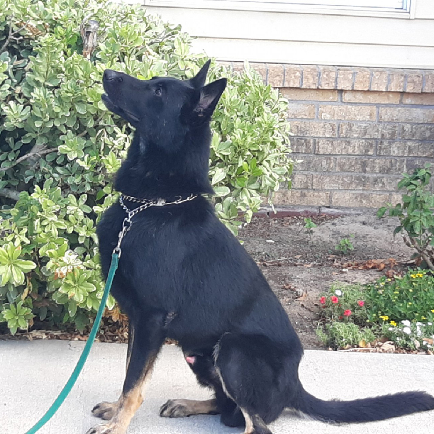 Dog Training School Temple, TX Posh Paws Pet Salon